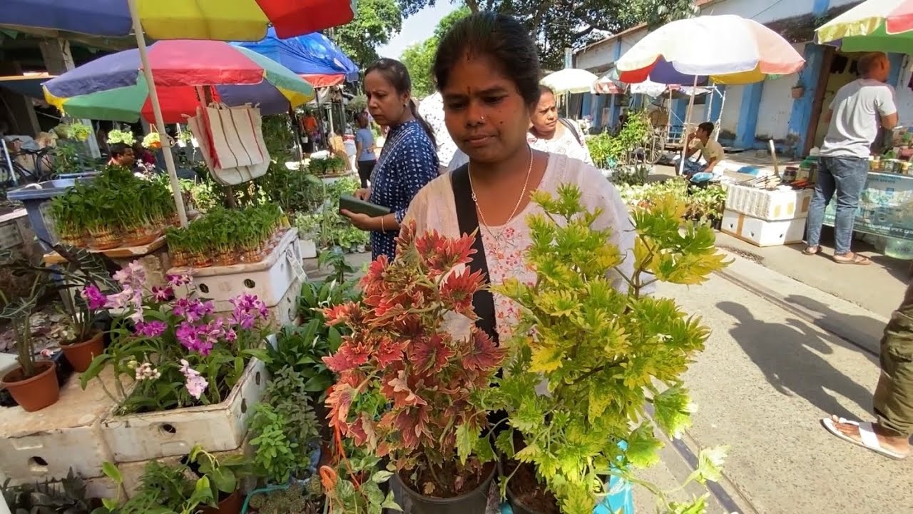 Galiff Street Flower Plant Market Recap in Hindi | Kolkata Sunday Plant Haat | Best Flowers Forever 