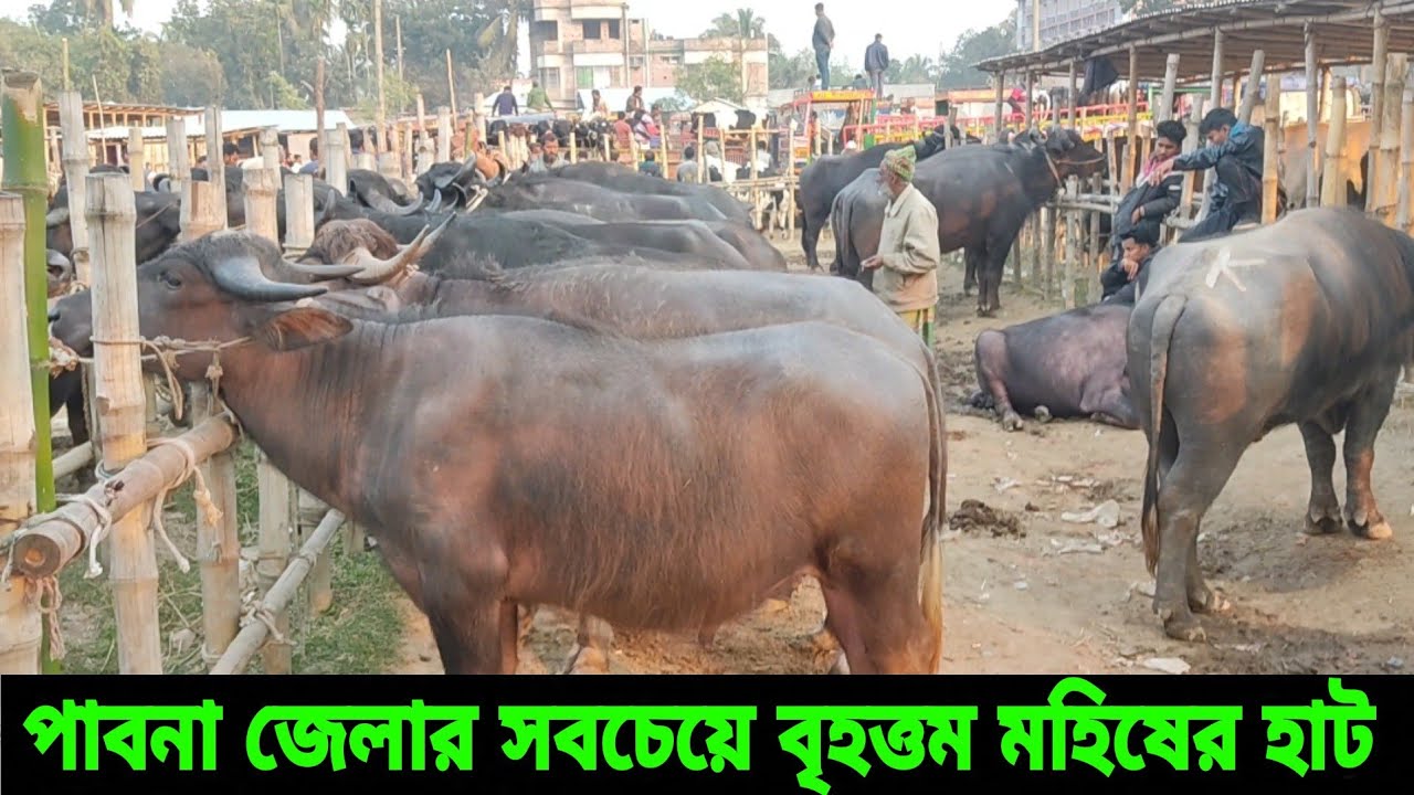 জমজমাট মহিষের হাট।। পাবনা জেলার সবচেয়ে বৃহত্তম মহিষের হাট আপডেট bafelo market in Bangladesh....!!!!