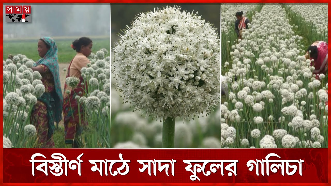 পেঁয়াজ বীজে ঝুঁকেছে কৃষক, ৫ কোটি টাকার বাজার | Onion Cultivation | Panchagarh | Somoy TV