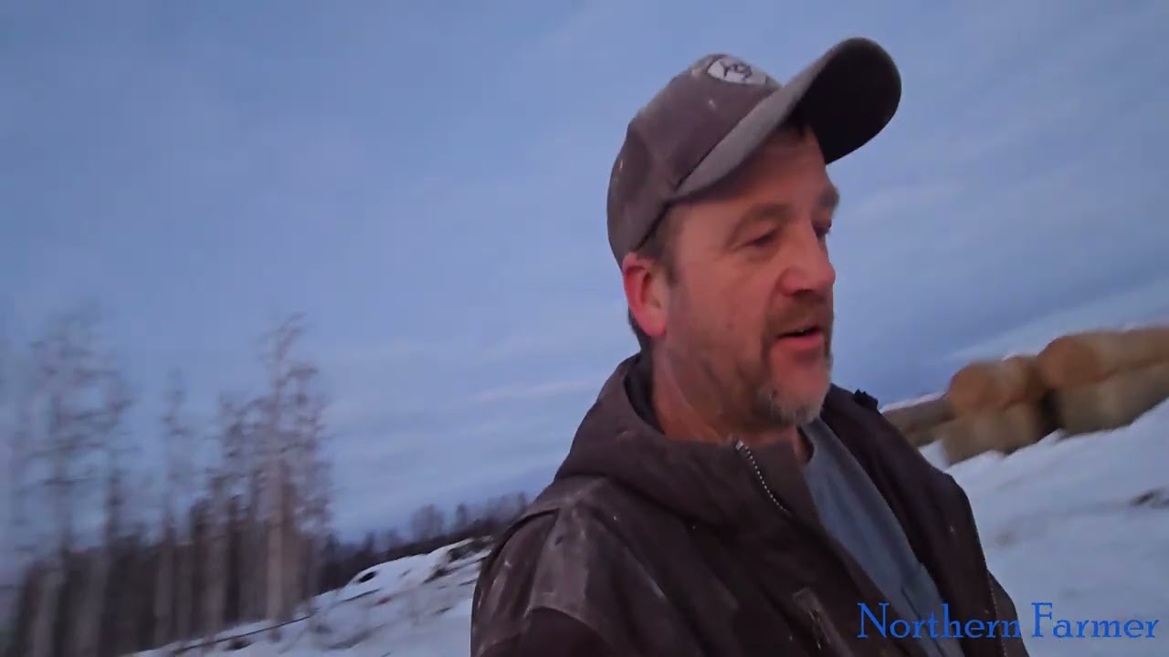 Pouring Molasses on Hay