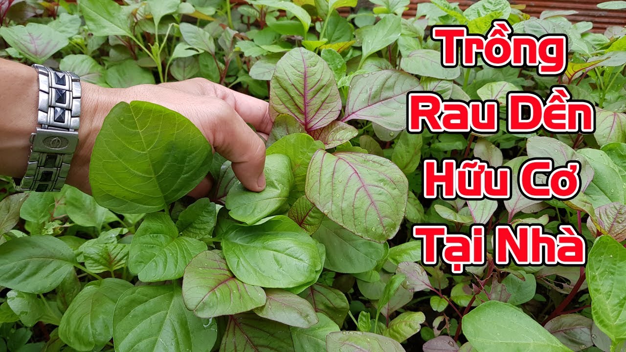 Cách trồng rau dền hữu cơ tại nhà