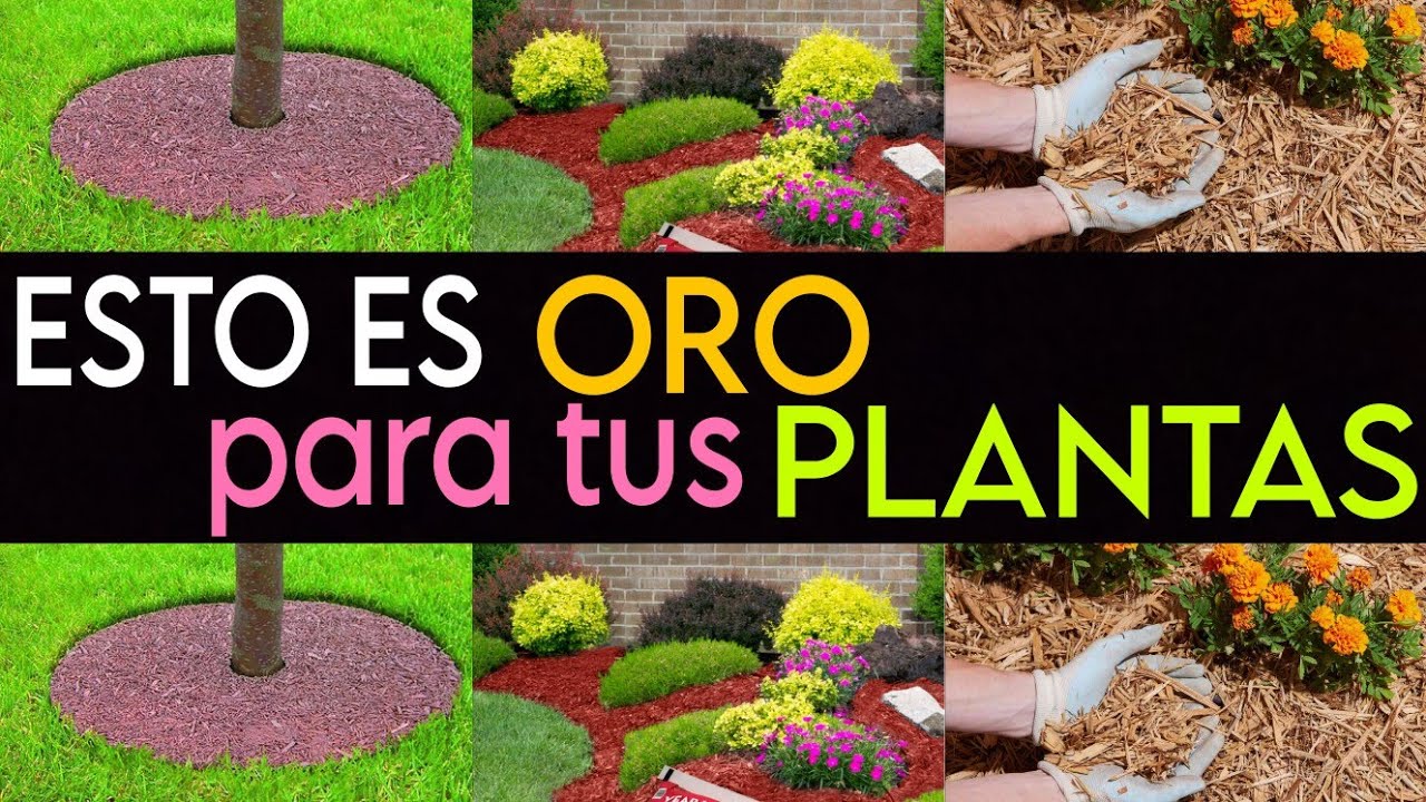 PROTEGE TUS PLANTAS con Mulching o Acolchado, Mantillo