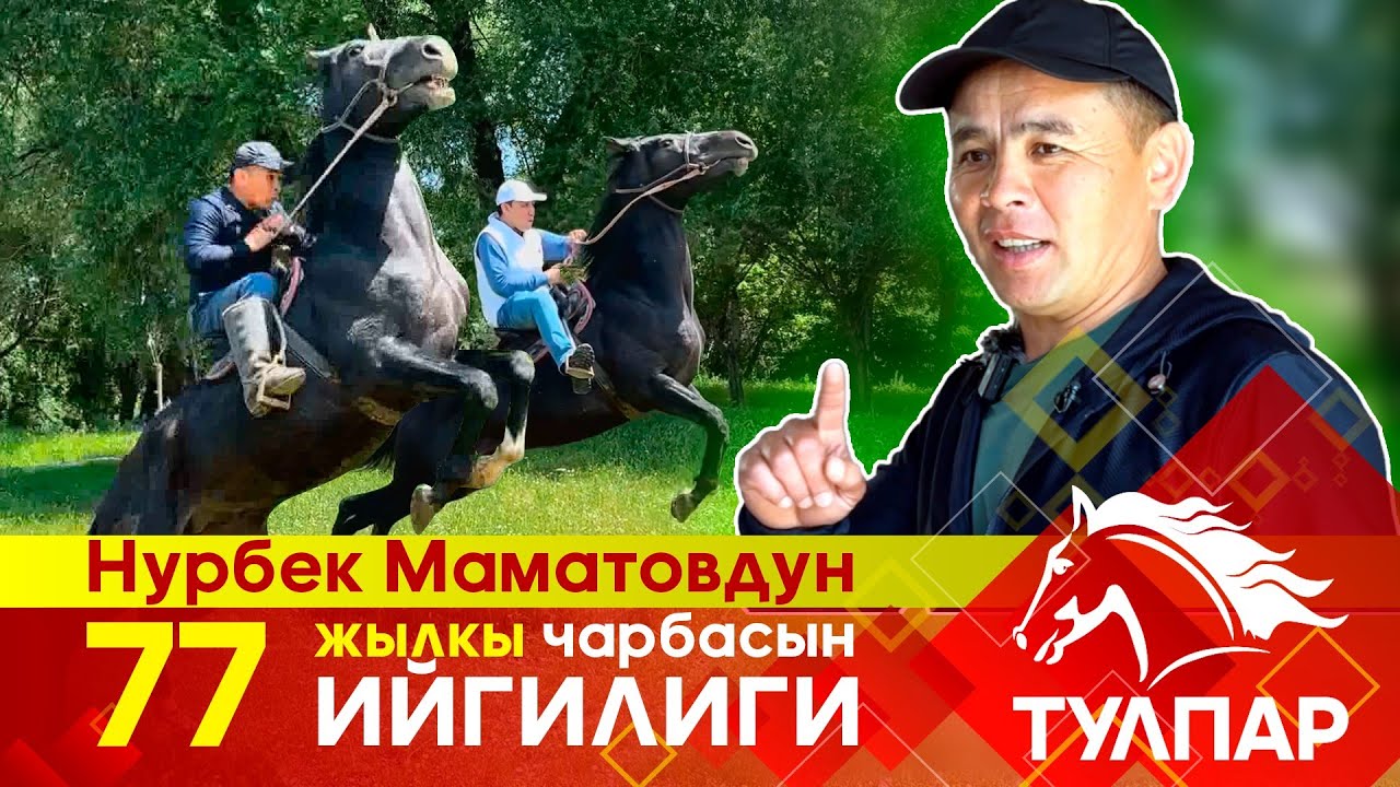 Нурбек Маматов жана анын "77" жылкы чарбасынын ийгилиги.