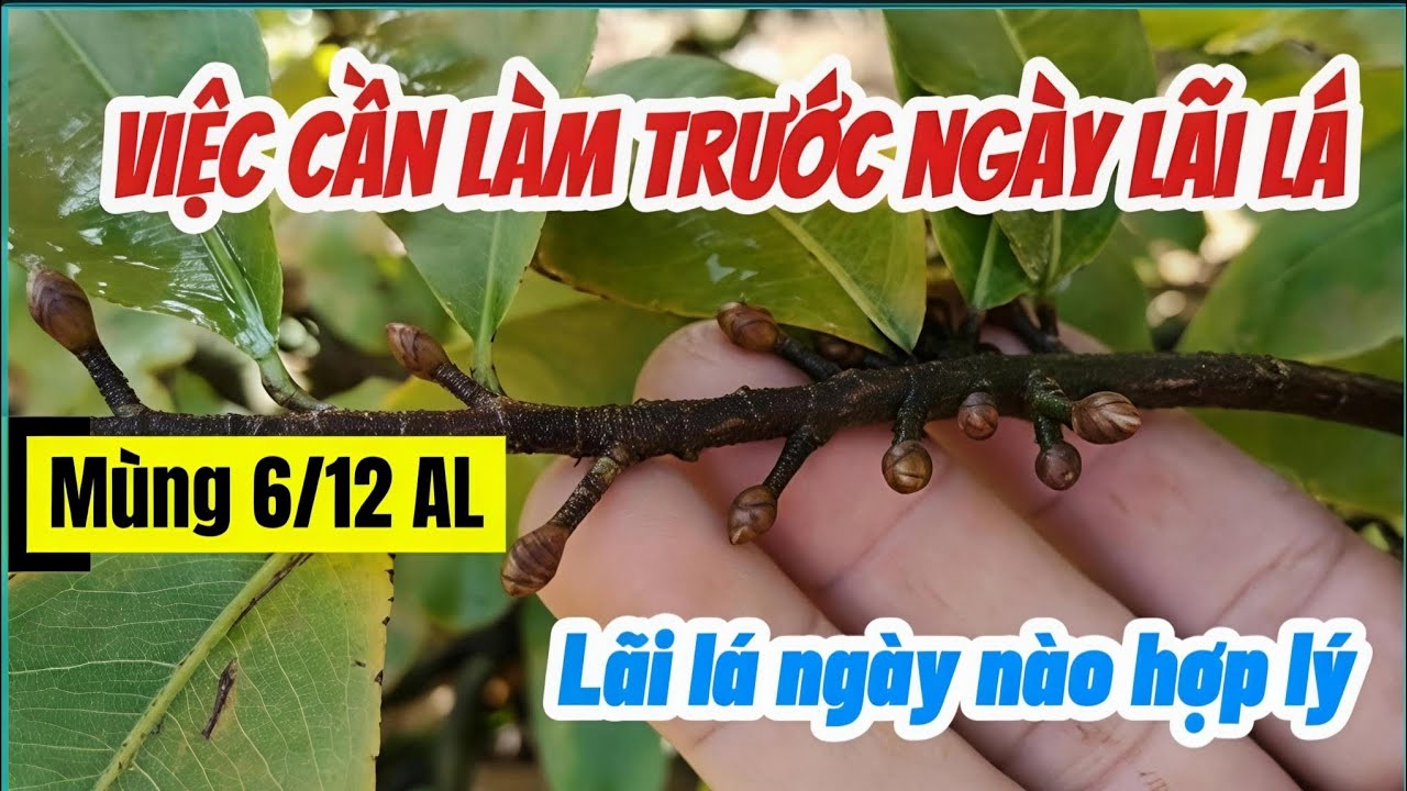 Trước khi lãi lá mai cần làm những gì. Mùng 6/12 AL.