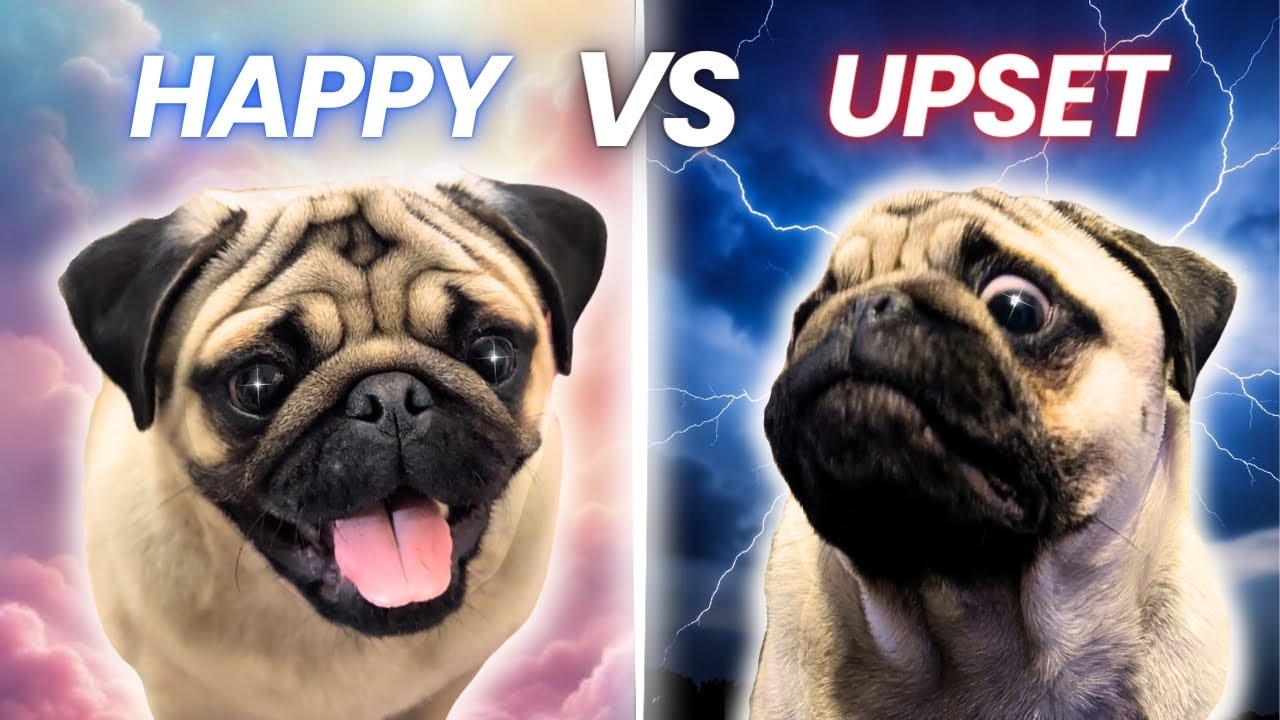 Funny PUG Emotions | Happy vs Upset