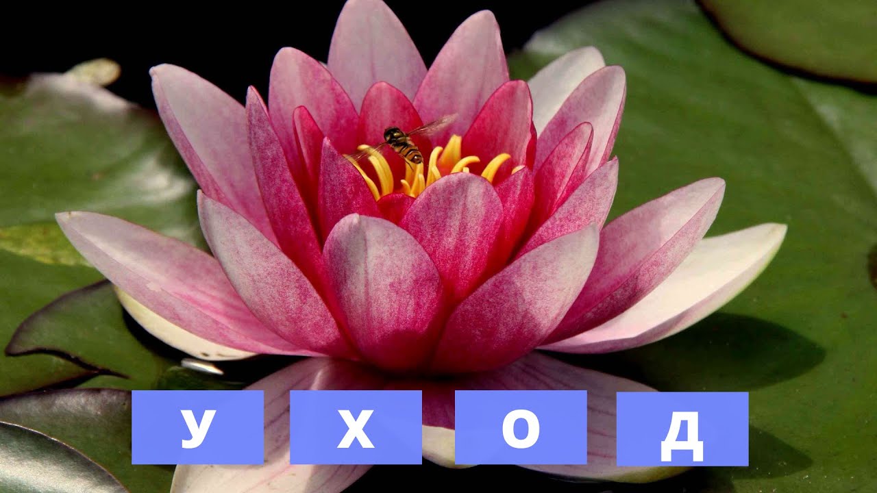 Уход за лотосом зимой и летом: полезные советы