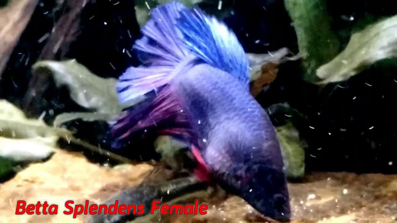 Aquarium Focus Episode 1