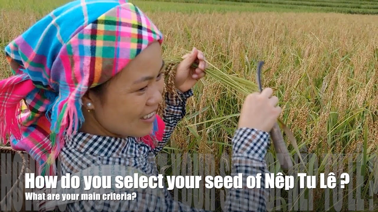 How do farmers select and conserve local varieties?