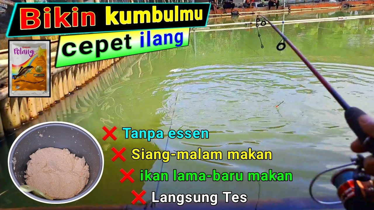 Amis Gurih !! Umpan jatuh kumbul langsung ngetrik asik pokoknya !! Umpan ikan mas mantap