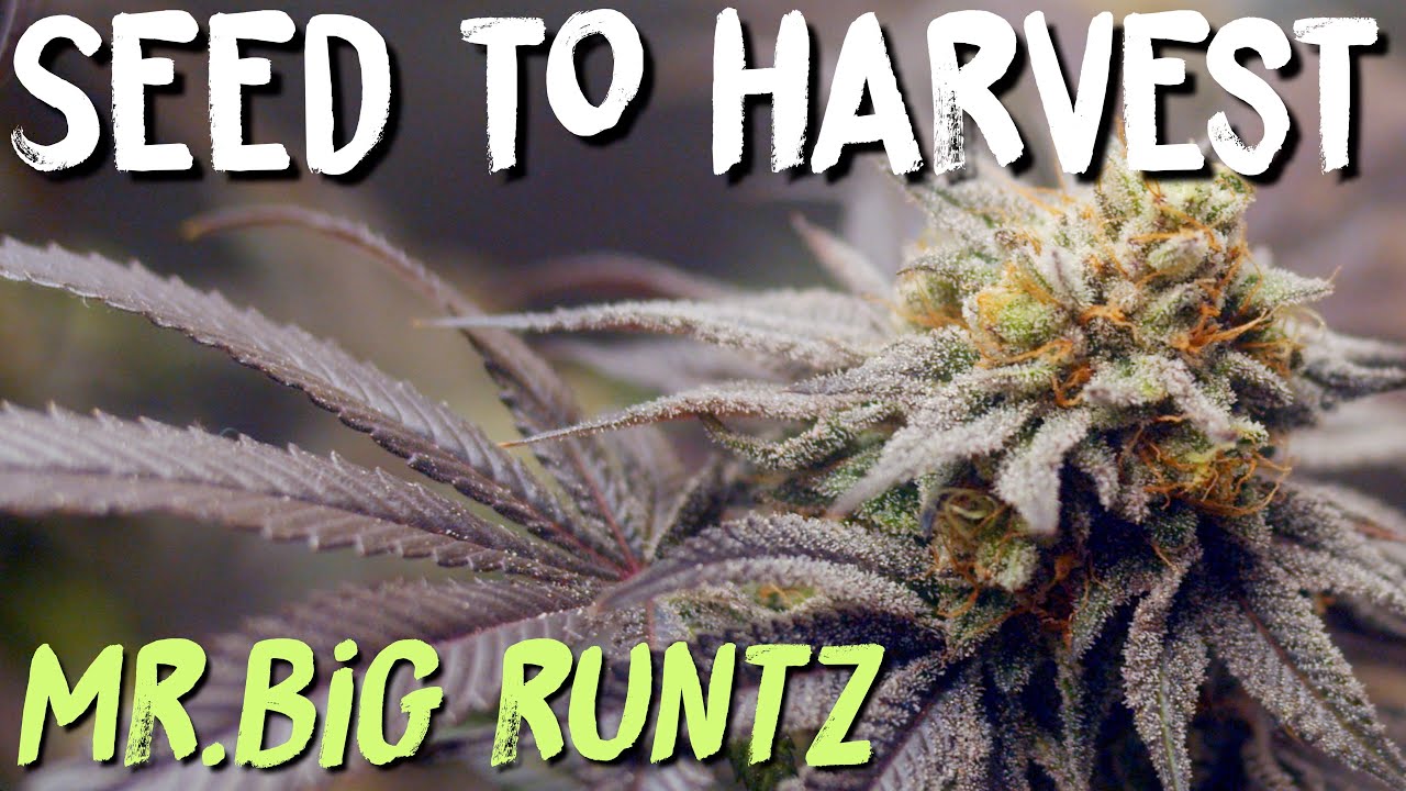 Seed to Harvest of Mr.Big Runtz by Copy Cat Genetix | Spider Farmer SF2000 LED | Grow Journal Review