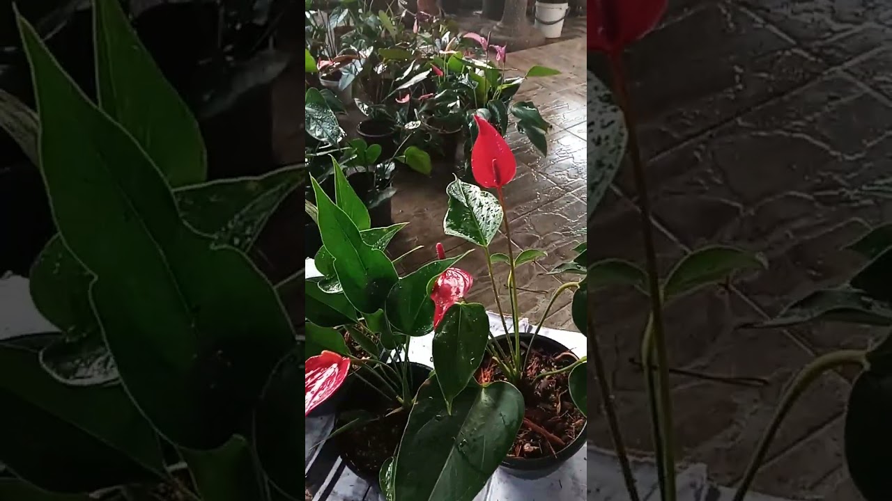 rathuma රතුම  රතු පැකේජ්  එකක්  🌹🌹🌹🌹🌹🌹47 පැකේජ්  eka