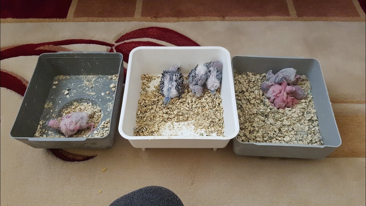 Muhabbet kuşumuz yeni yeni yavrular :)