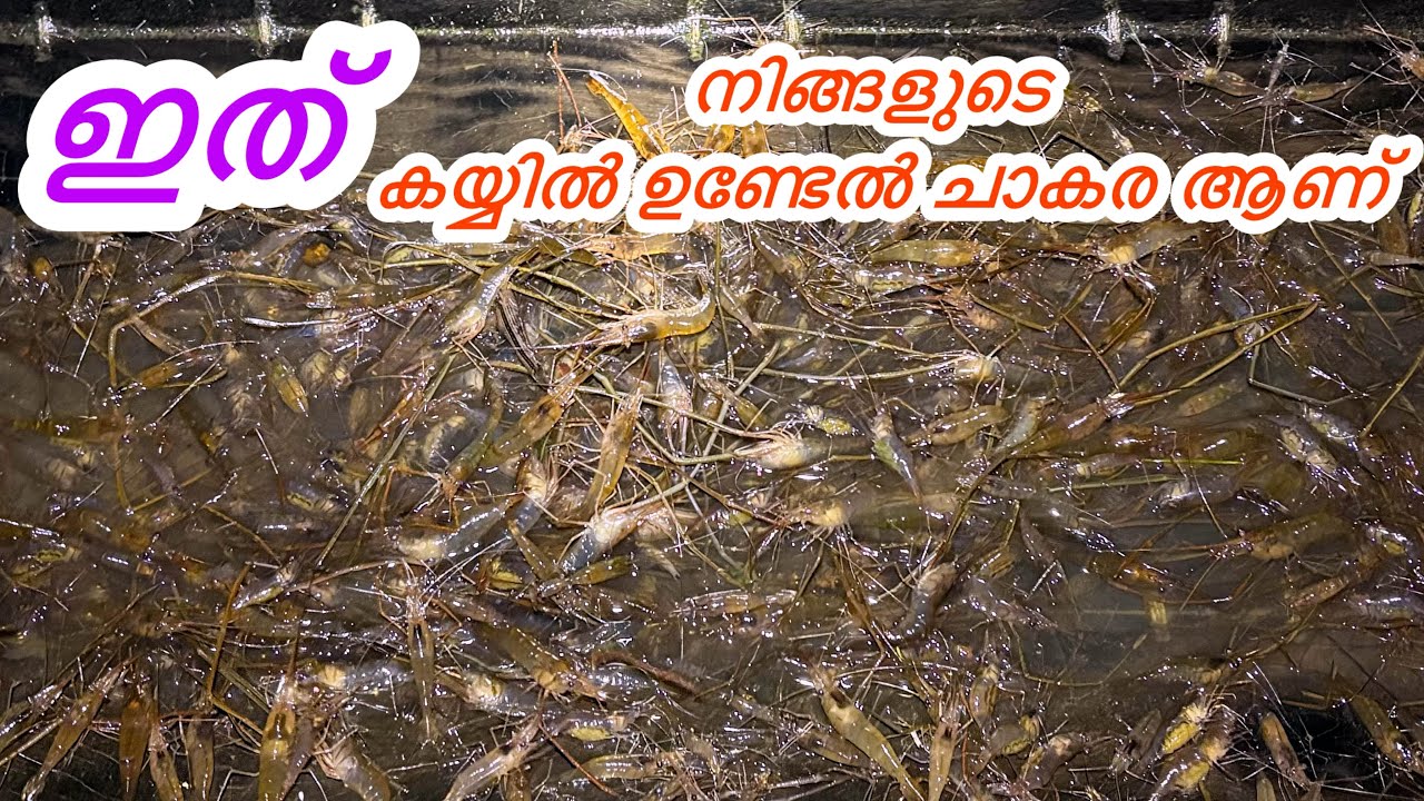 ഇത്‌ കയ്യിൽ ഉണ്ടേൽ വള്ളം നിറയെ ചെമ്മീൻ പിടിക്കാം 