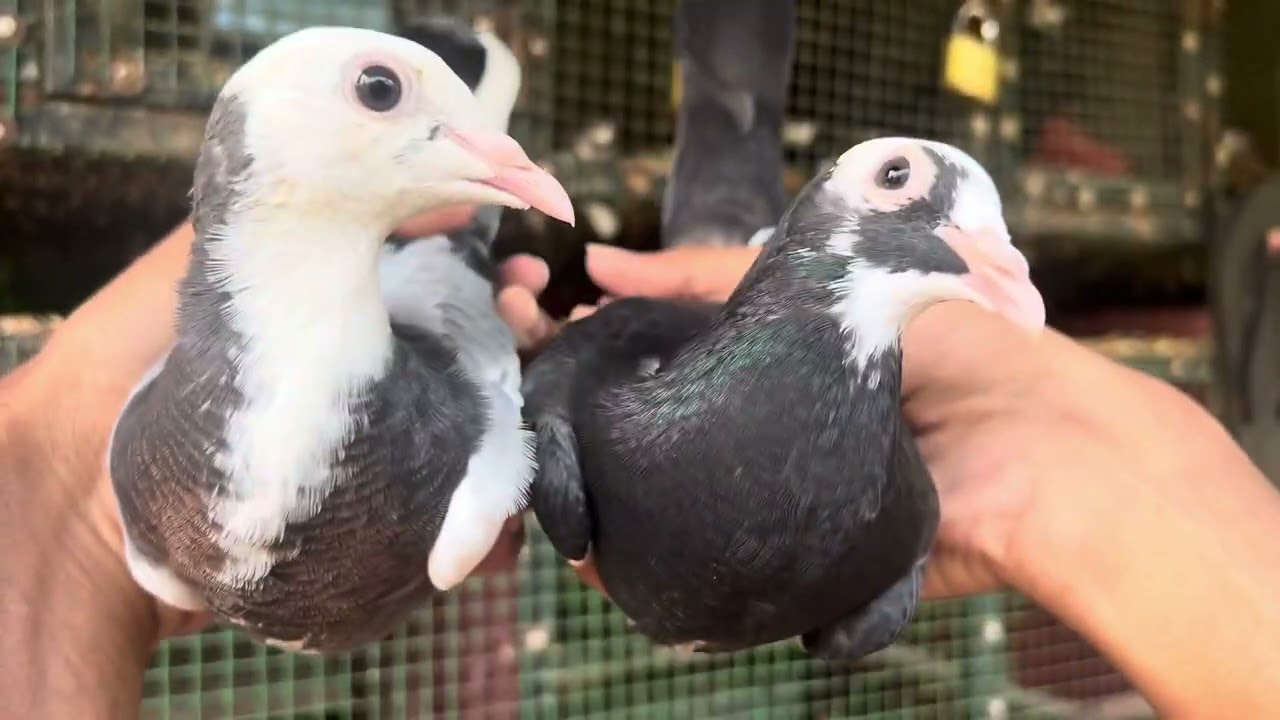 හොදම සත්තු හොයන අයට 😍❤️‍🔥🕊