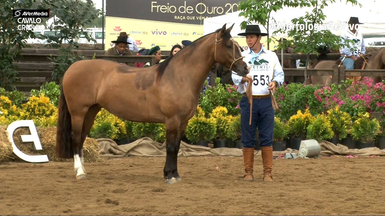 História da Taimã - Grande Campeã e Melhor Exemplar Expointer 2015