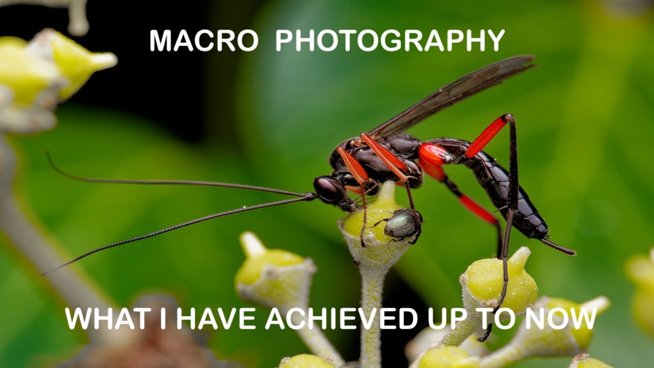 Macro photography, insects and mushrooms