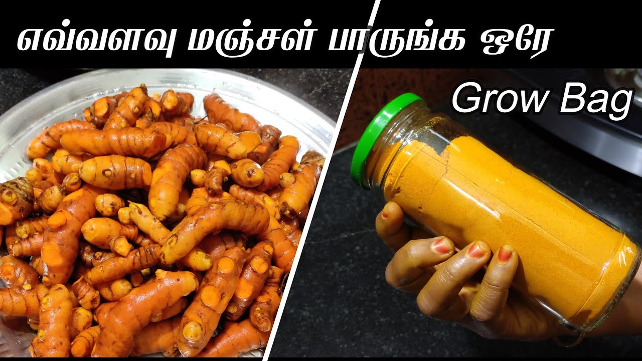 Turmeric harvest | Maadi thottam | How To Make Turmeric Powder at Home | How to grow Turmeric plant