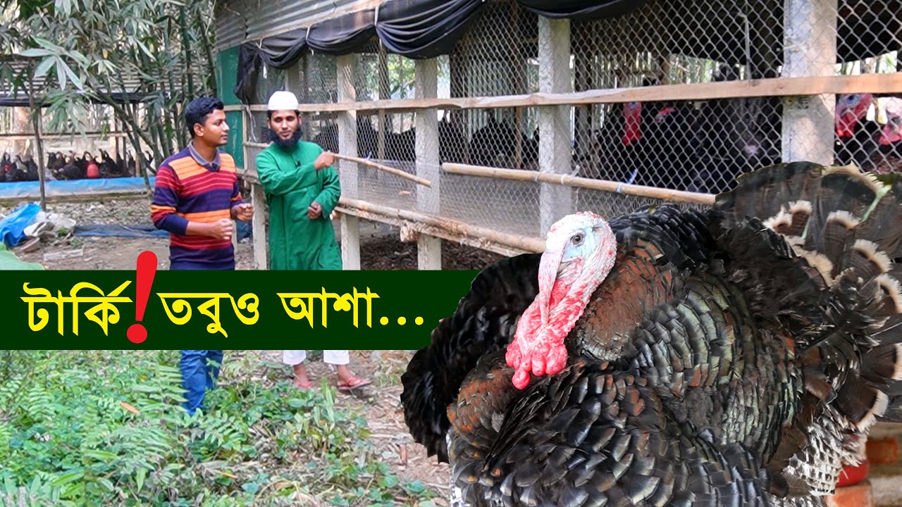 টার্কি মুরগির খামার - টার্কি পালনে ফিরবে কি সেই সোনালী দিন | Turkey farming || কৃষি ঘর