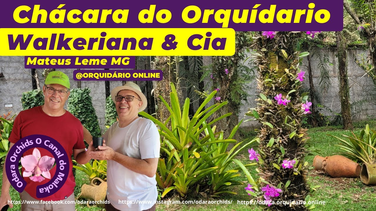 Chácara Walkeriana e Cia em Mateus Leme MG #orquídeas nas árvores, cerca viva de vandas Lindo Lugar