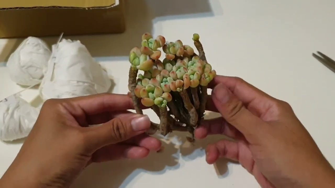 多肉魔法堂 開箱