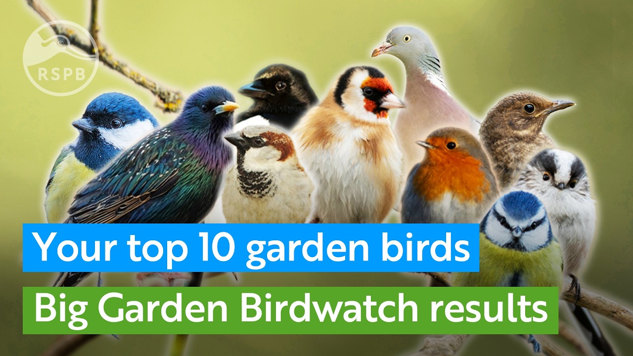 Your 2025 Big Garden Birdwatch top 10 birds | RSPB