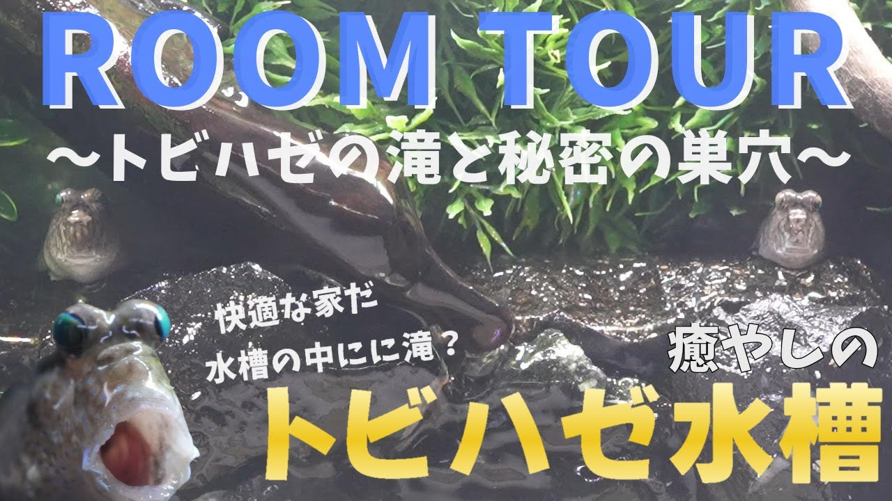 【トビハゼ水槽ROOM TOUR】飼育しているトビハゼの水槽を紹介します。手作りのトビハゼの滝や砂場、巣穴を大公開！