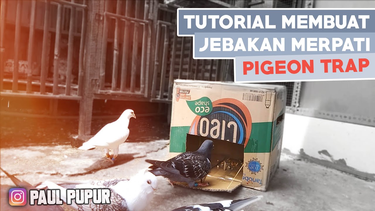 CARA MUDAH MEMBUAT JEBAKAN MERPATI DARI KARDUS BEKAS - BEST PIGEON TRAP EASY USING BOX