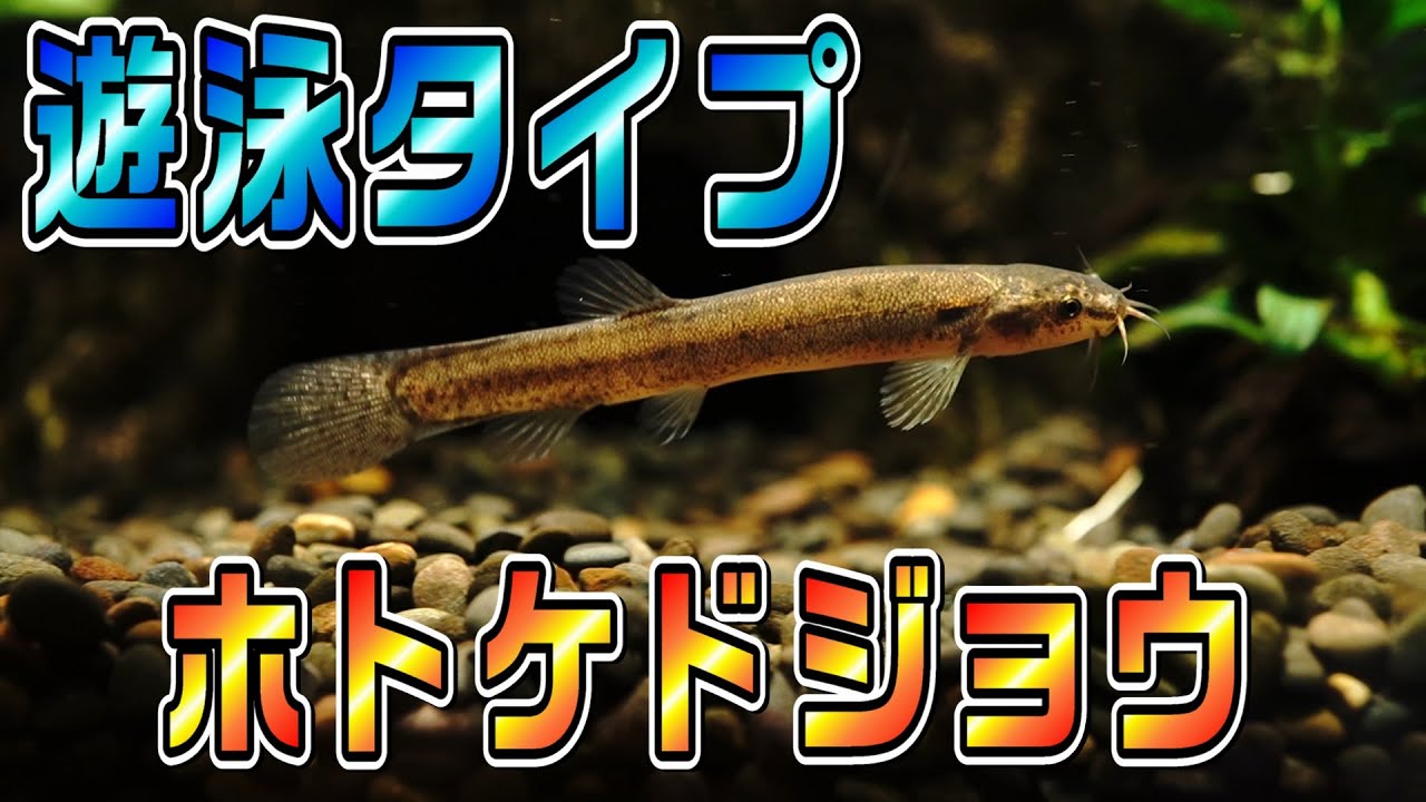 【ホトケドジョウ】遊泳するタイプの変わったドジョウ。他の魚種との混泳はどうか？【アクアリウム】