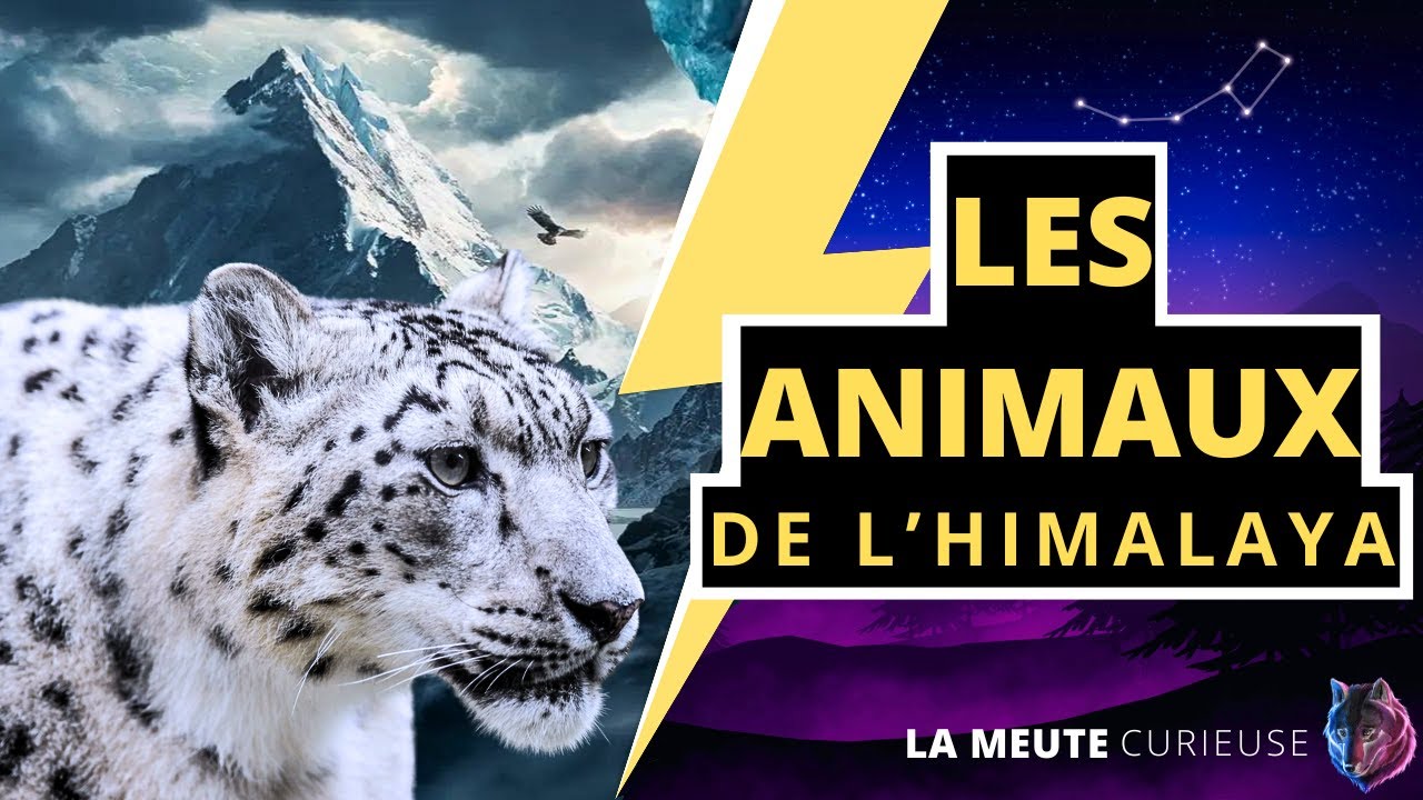A la Découverte de la Panthère des Neiges de l'Himalaya