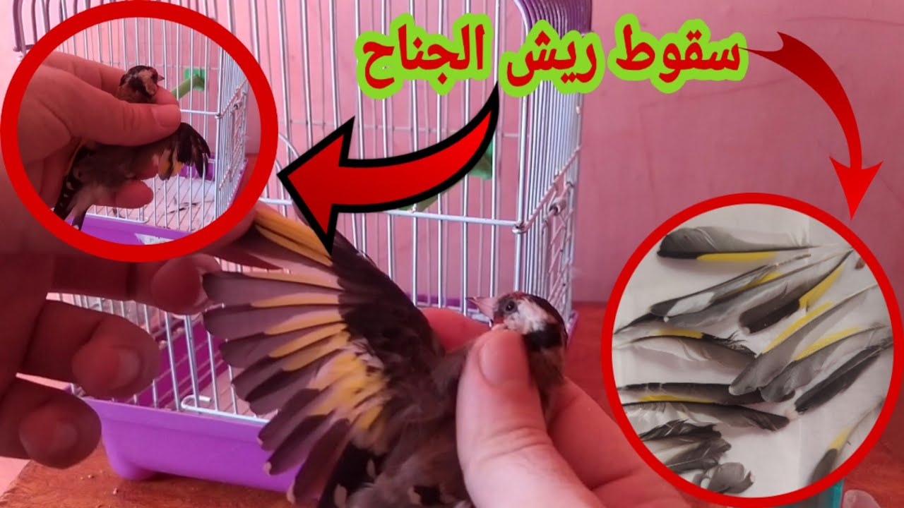 أنثى حسون أسقطت ريش الجناح 🚨😡 ماهي الأسباب 🤔 وكيف نتعامل معها لترجع كما كانت من قبل 😍