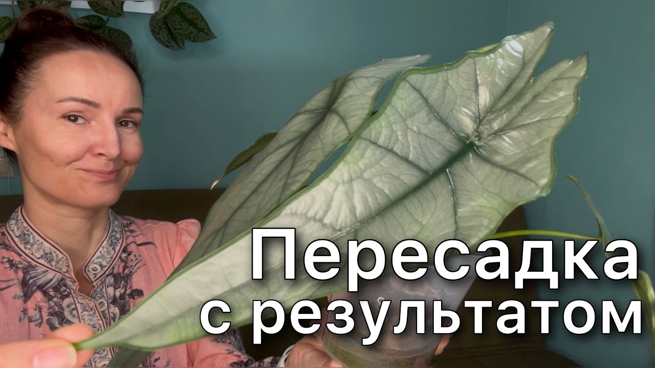 Пересадка редкой Алоказии ДЫХАНИЕ ДРАКОНА ‘Dragons Breath’ из торфа в керамзит С РЕЗУЛЬТАТОМ