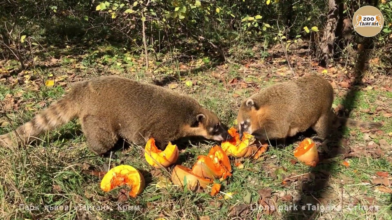 Носухи и тыква :) Тайган. Крым | Nasua narica and pumpkin