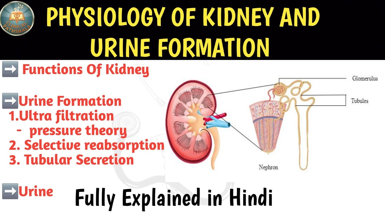 Function of Kidney and Urine Formation Explained in Hindi 🧠🩺 | pressure theory | urine 