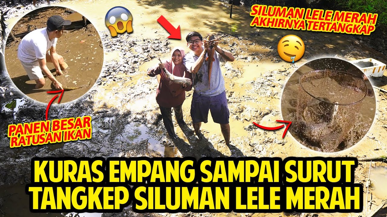 KURAS KOLAM EMPANG SAMPAI SURUT! TANGKEP SILUMAN LELE MERAH! PANEN BESAR RATUSAN IKAN TERTANGKAP!