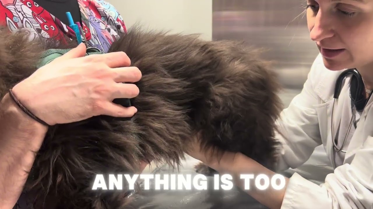Taking cocoa to the Vet