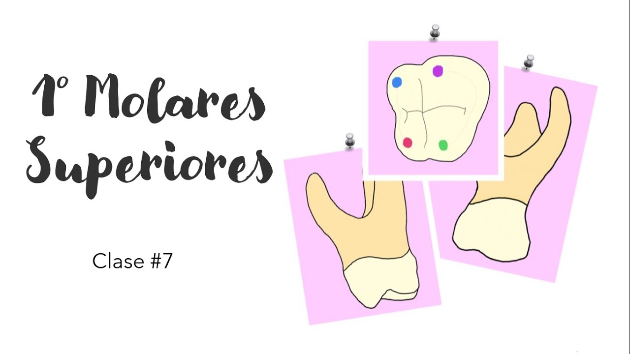 PRIMEROS MOLARES SUPERIORES | ANATOMÍA DENTAL