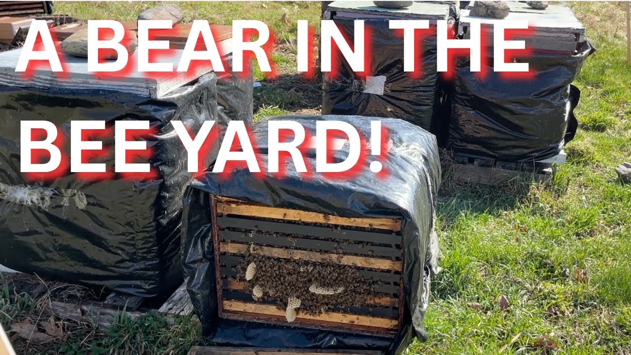 A bear in the bee yard!