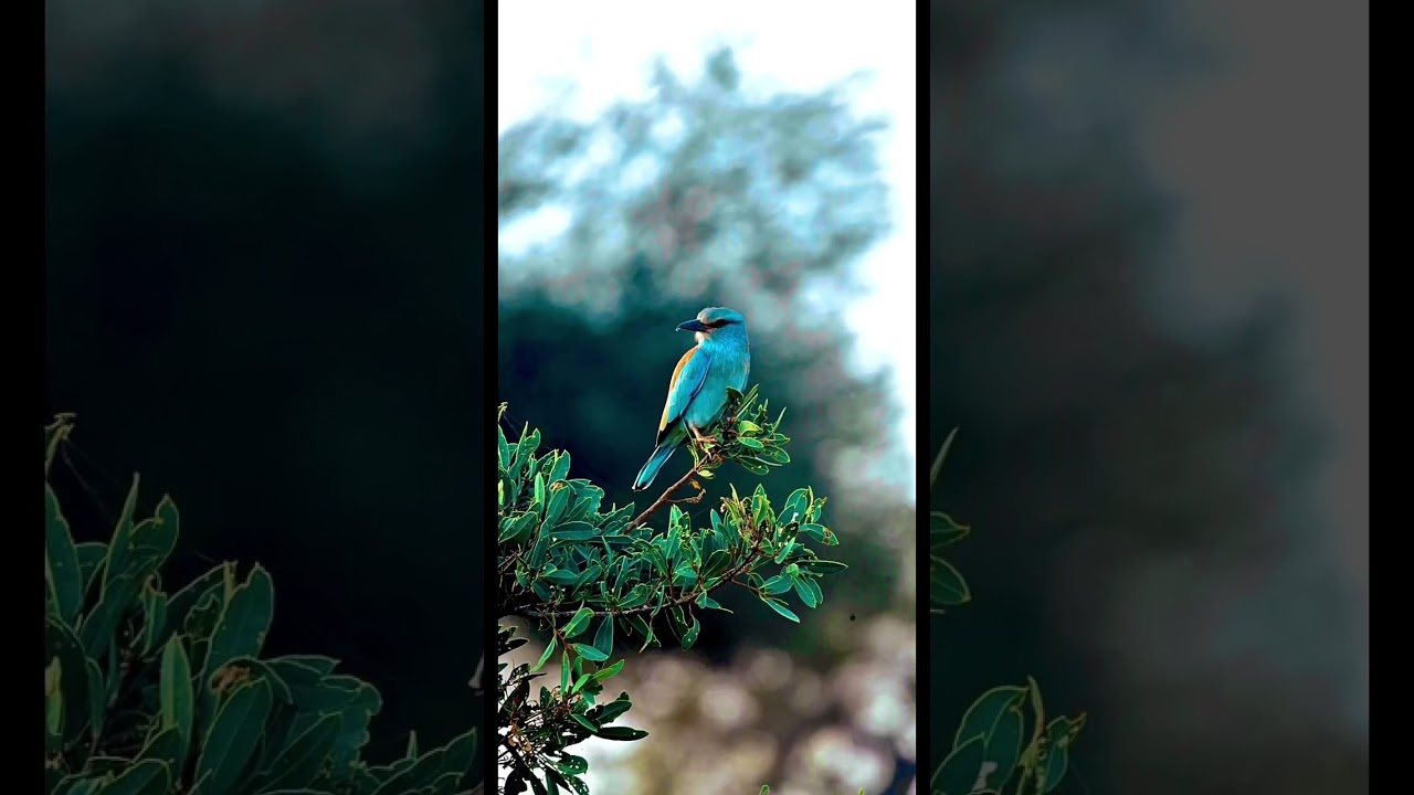 Canto dell'Usignolo | Il Miglior Canto degli Uccelli | #shorts #uccelli #birds