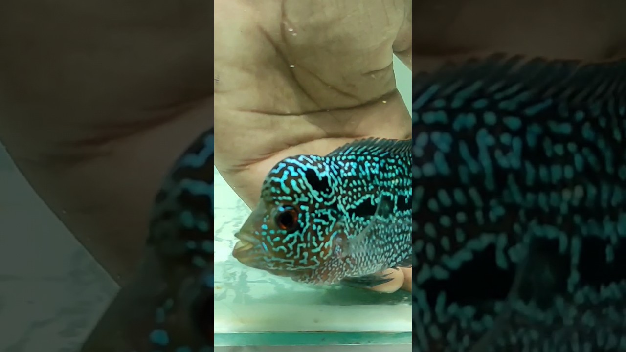 Flowerhorn kml  #viral #shorts #short #video #viralshort #shortsfeed #shortvideo