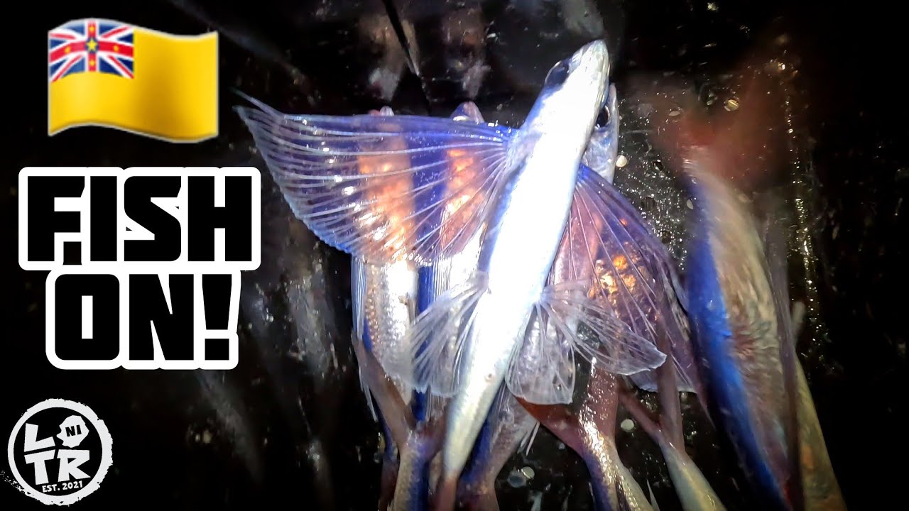 How We Catch Flying Fish With Niue Wahoo Fishing Charters! 🇳🇺