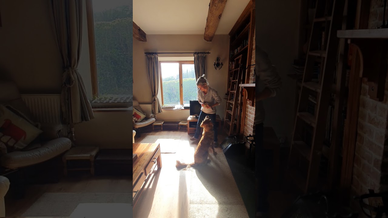 Find the toy dog training game