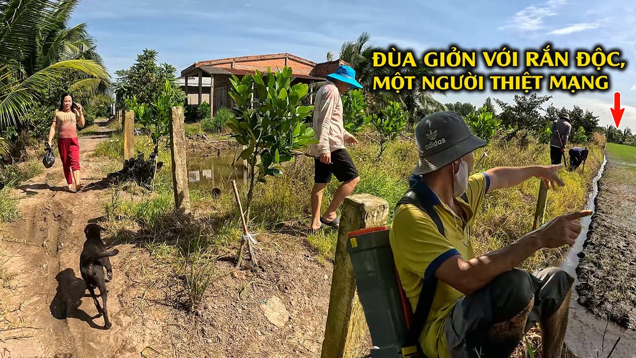 Chúng Tôi Đã Truy Tìm Rộng Khắp Khu Vực Rắn Độc Cắn Ch.ết Người | TGSB #1156