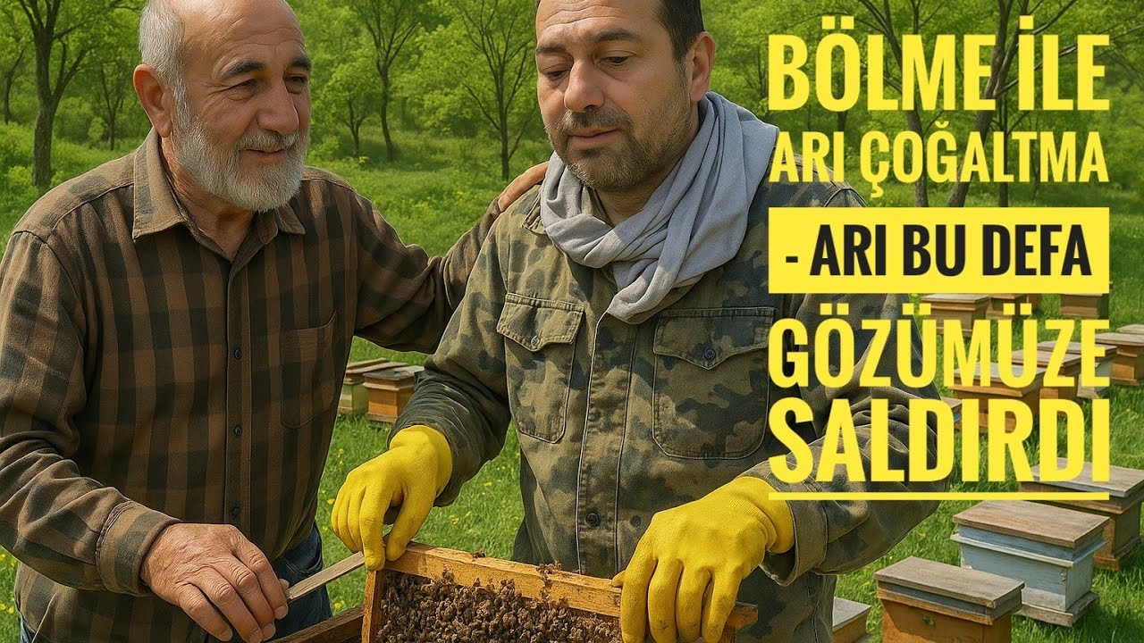 BÖLME YÖNTEMİ İLE ARI ÇOĞALTMA - ARI BU DEFA GÖZÜMÜZDEN SOKTU
