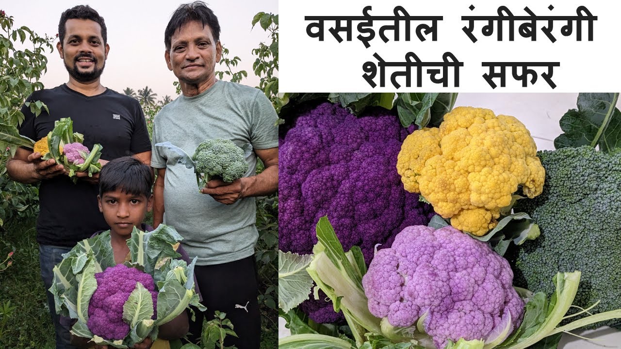 वसईतील रंगीबेरंगी शेतीची सफर | वसई | Colorful farming of Vasai | Vasai