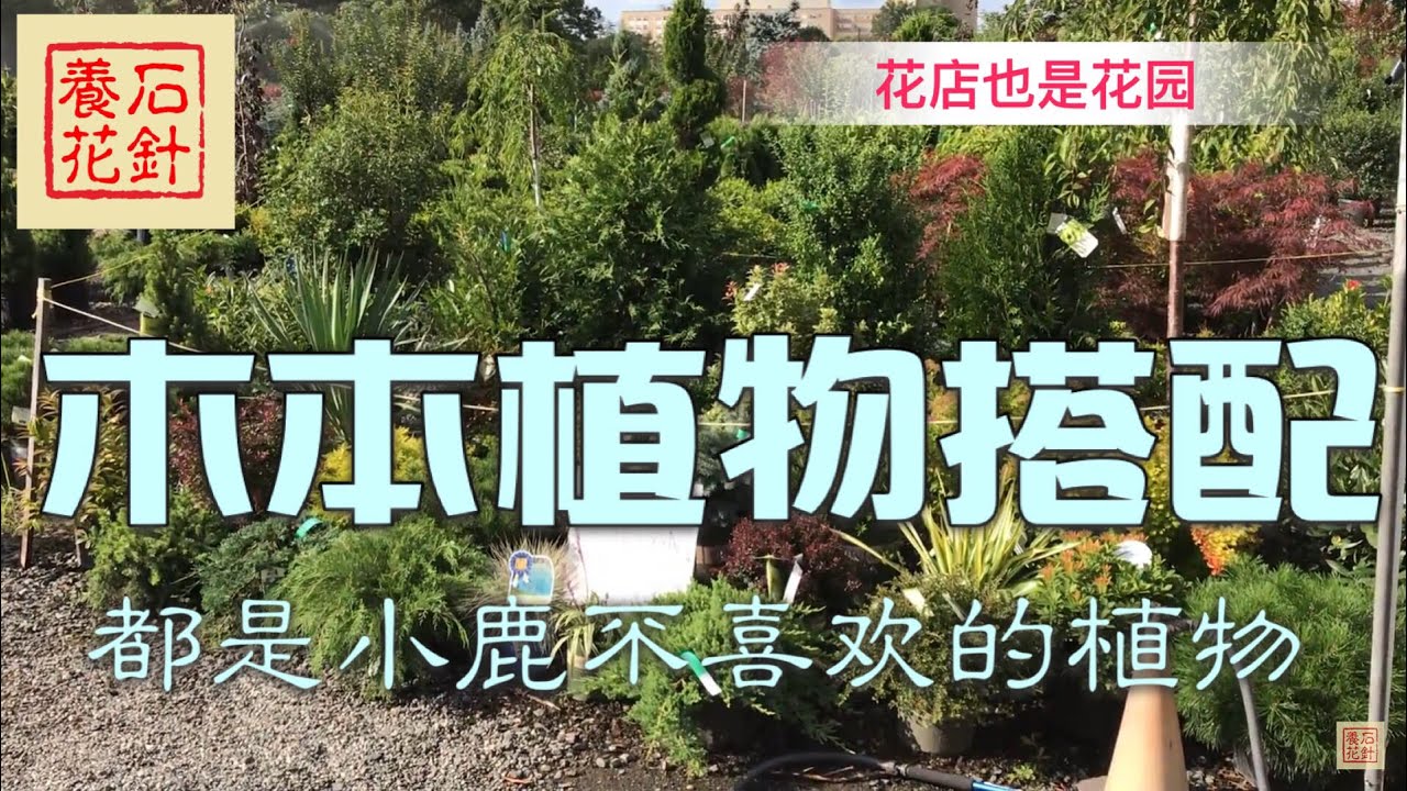 庭院木本植物搭配，都是小鹿不喜欢的品种