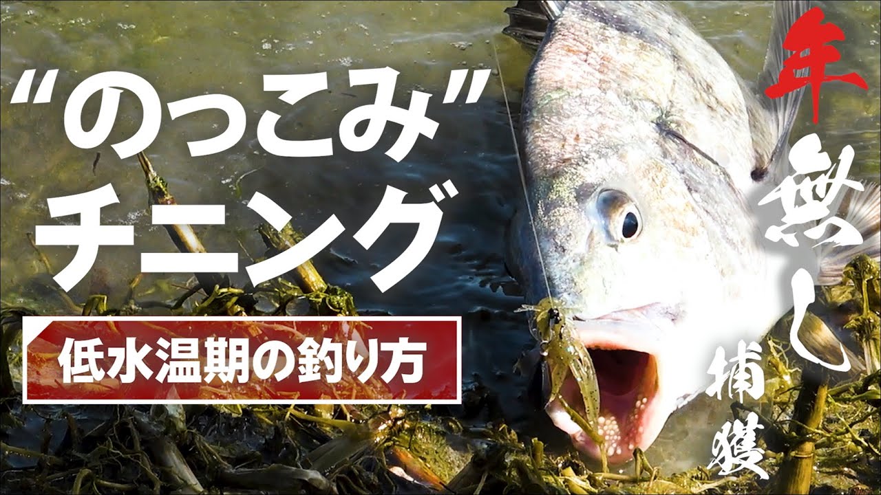 【チニング】「年無し」捕獲！-低水温期の釣り方-