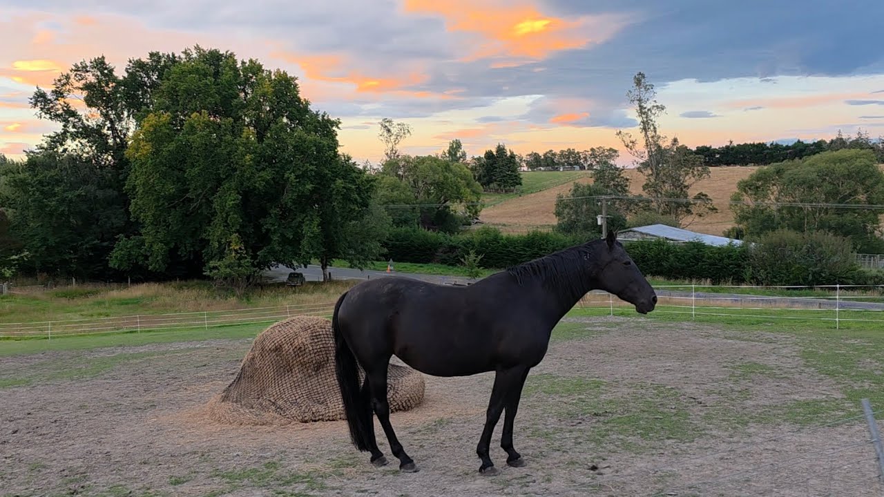 Lifestyle Block Animal Check & Basic Chores on a Nice Saturday Evening 