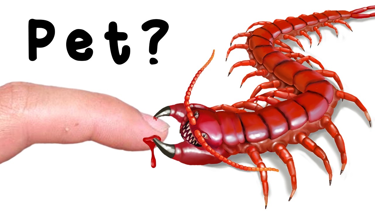 This Shouldn&rsquo;t be a Pet