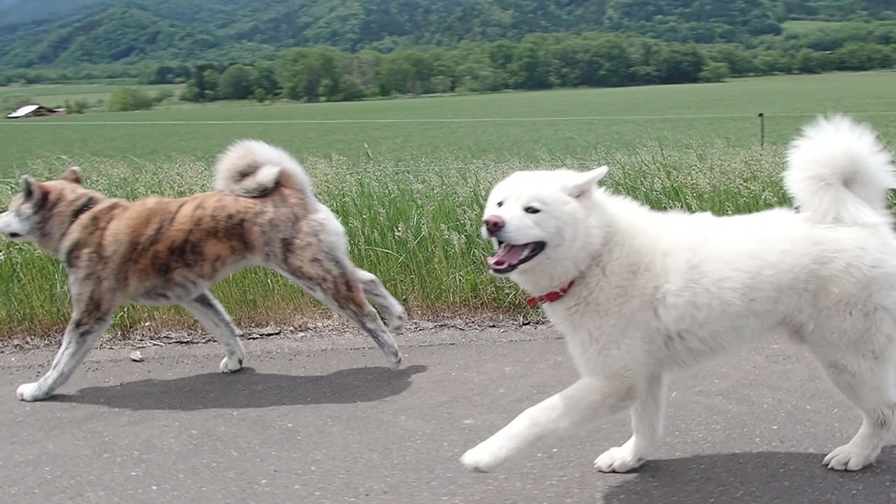 秋田犬のお散歩・自由だ～