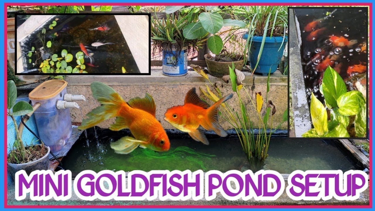MINI GOLDFISH POND SETUP. HOW TO SETUP A MINI GOLDFISH POND. ROOFTOP MINI GOLDFISH POND